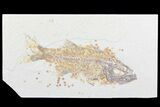 Bargain Mioplosus Fossil Fish - Uncommon Species #84225-1